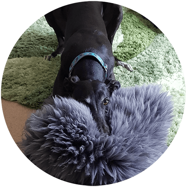 Mary-Anne Smith Dog Homestay Auckland Mary-Anne Smith Dog Homestay Auckland